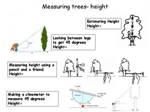 Measuring trees height Estimating Height Looking between legs