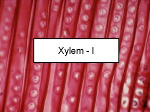 Xylem I Tracheary Elements Tracheids Vessel elements Tracheids