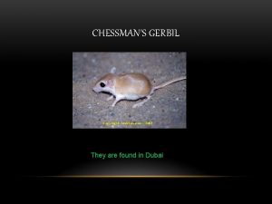 CHESSMANS GERBIL They are found in Dubai CHESSMANS