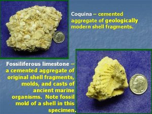 Coquina cemented aggregate of geologically modern shell fragments