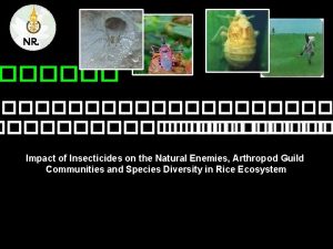 NR Impact of Insecticides on the Natural Enemies