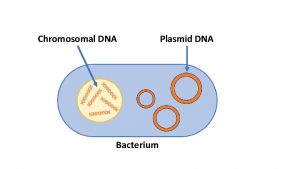 Chromosomal DNA Bacterium Plasmid DNA 50 40 30