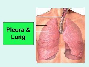 Pleura Lung Objectives By the end of the