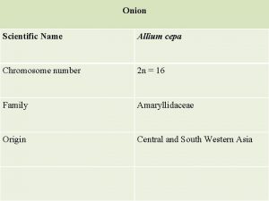 Onion Scientific Name Allium cepa Chromosome number 2