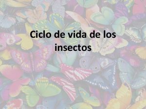Ciclo de vida de los insectos La metamorfosis