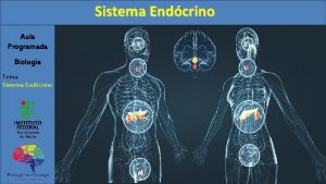 Sistema Endcrino Aula Programada Biologia Tema Sistema Endcrino