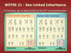 NOTES 21 SexLinked Inheritance In humans sex is
