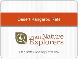 Desert Kangaroo Rats Utah State University Extension Welcome