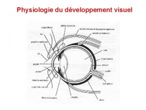 Physiologie du dveloppement visuel Physiologie du dveloppement visuel