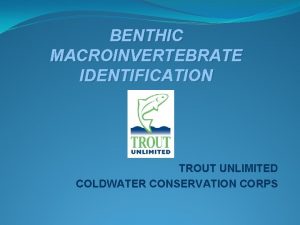 BENTHIC MACROINVERTEBRATE IDENTIFICATION TROUT UNLIMITED COLDWATER CONSERVATION CORPS