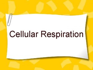 Cellular Respiration What is Cellular Respiration Respiration is