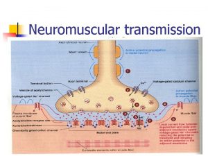 Neuromuscular transmission Synaptic transmission n Synapse is the
