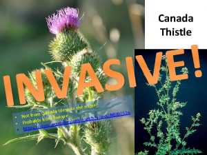 Canada Thistle E V I S A V