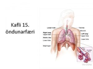 Kafli 15 ndunarfri Hlutverk ndunarfra 1 Frir blinu