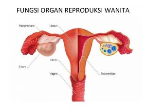 FUNGSI ORGAN REPRODUKSI WANITA Fungsi ovarium yakni menghasilkan