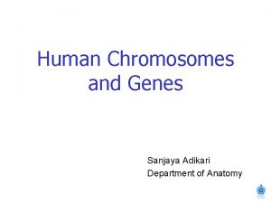 Human Chromosomes and Genes Sanjaya Adikari Department of