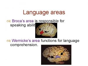 Language areas Brocas area is responsible for speaking