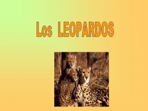 La Especie Los leopardos son muy bonitos El