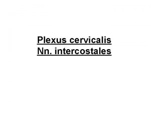 Plexus cervicalis Nn intercostales C 1 C 3