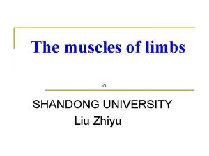 The muscles of limbs SHANDONG UNIVERSITY Liu Zhiyu