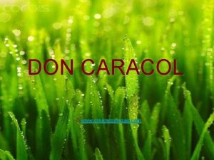 DON CARACOL www crearempresas com Promotores Empresa creada