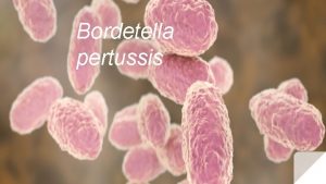 Bordetella pertussis Caractersticas A Bordetella pertussis uma Betaproteobacteria