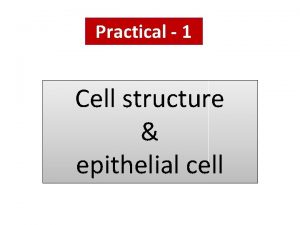 Practical 1 Cell structure epithelial cell Body tissues