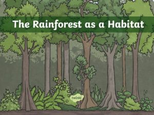 What are Rainforests Rainforests are very dense warm