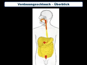 Verdauungsschlauch berblick Dnndarm Dickdarm After und Mastdarm Darmmuskulatur