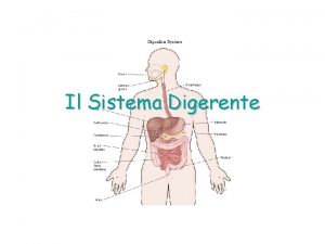 Il Sistema Digerente Il sistema digerente Nelluomo il