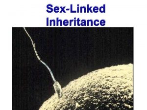 SexLinked Inheritance Sex Determination Sex determined by genes
