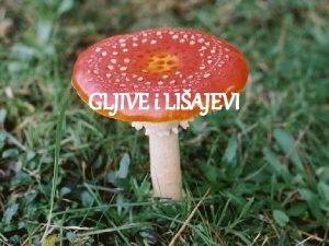 GLJIVE i LIAJEVI U ovoj prezentaciji ete nauiti