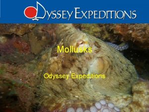 Mollusks Odyssey Expeditions Phylum Molluska Means soft body