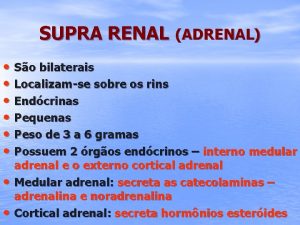 SUPRA RENAL ADRENAL So bilaterais Localizamse sobre os