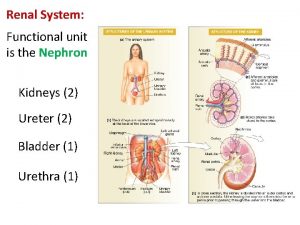 Renal System Functional unit is the Nephron Kidneys