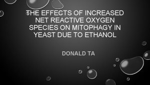 THE EFFECTS OF INCREASED NET REACTIVE OXYGEN SPECIES