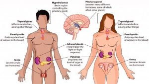 Sistema endocrino Dr Gerson Vizcano Lpez Sistema Endocrino