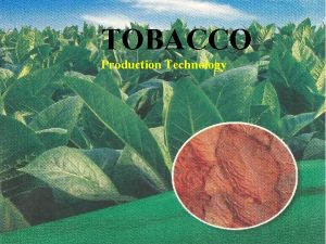 TOBACCO Production Technology BOTANICAL NAME Cigarette Tobacco Nicotiana