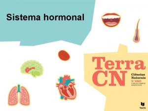 Sistema hormonal Sistema hormonal O sistema hormonal constitudo