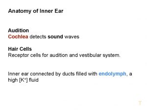 Anatomy of Inner Ear Audition Cochlea detects sound