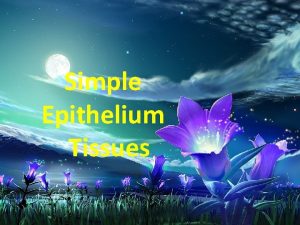 Simple Epithelium Tissues Simple epithelia are defined as