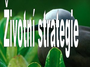 ivotn strategie life histories Vechny organismy se v