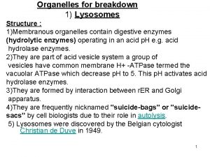 Organelles for breakdown 1 Lysosomes Structure 1Membranous organelles