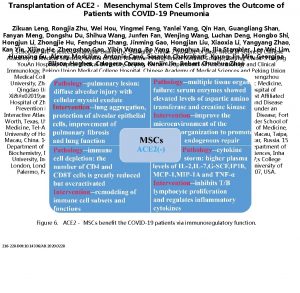 Transplantation of ACE 2 Mesenchymal Stem Cells Improves