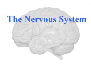 The Nervous System Structural Classification of the Nervous