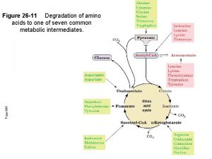 Page 995 Figure 26 11 Degradation of amino