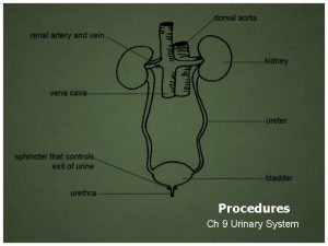 Procedures Ch 9 Urinary System Diagnostic Procedures Catheterization