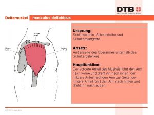 Deltamuskel musculus deltoideus Ursprung Schlsselbein Schulterhhe und Schulterblattgrte