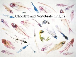 Protochordates and chordates