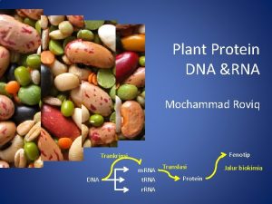 Plant Protein DNA RNA Mochammad Roviq Fenotip Trankripsi
